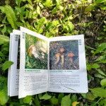 Powiększ zdjęcie Poradnik dla grzybiarzy