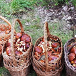 Powiększ zdjęcie Kosze pełne grzybów