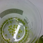 Warsztaty biologiczno-chemiczne