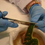 Powiększ zdjęcie Warsztaty biologiczno-chemiczne klasa 2d - zdjęcie 15