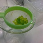 Powiększ zdjęcie Warsztaty biologiczno-chemiczne klasa 2d - zdjęcie 5